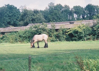 Belze knol in weiland, Geelderseweg, Boxtel. Dinsdag 5 augustus 2008 Belze knol, weiland, Geelders, Boxtel