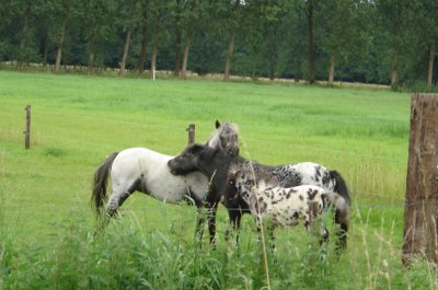 Paarden in de wei, Geelders, Boxtel. Dinsdag 5 augustus 2008 paarden in weiland, Geelders, Boxtel