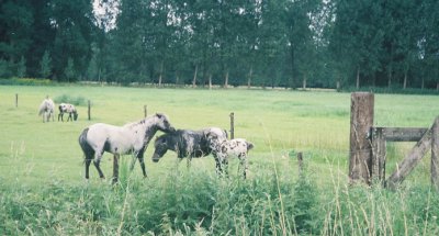 Paarden in de wei, Geelders, Boxtel. Dinsdag 5 augustus 2008 Paarden, weiland, Geelders, Boxtel