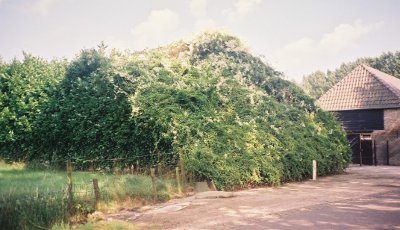 Boerenschuur met bruidssluier - Geelderseweg, Boxtel