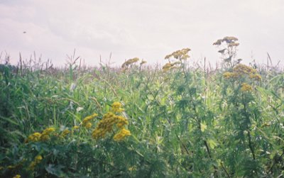 Boerenwormkruid, maisveld, Geelders, Boxtel. Dinsdag 5 augustus 2008