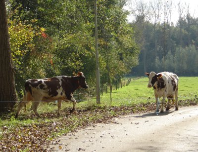 Twee koeien van boer Kees op de Geelderseweg