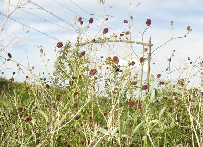 Grote pimpernel bij spoorlijn Tb-Bxt